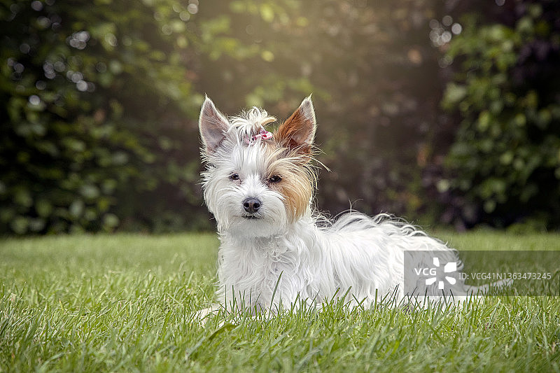 花园里的白色和棕色约克夏梗狗图片素材