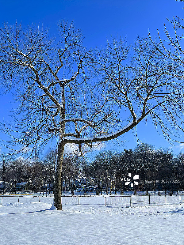 树的横枝上有雪，蒂克图片素材