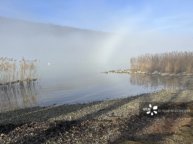 冬天的贝尔湖上有雾，湖上有一只天鹅图片素材
