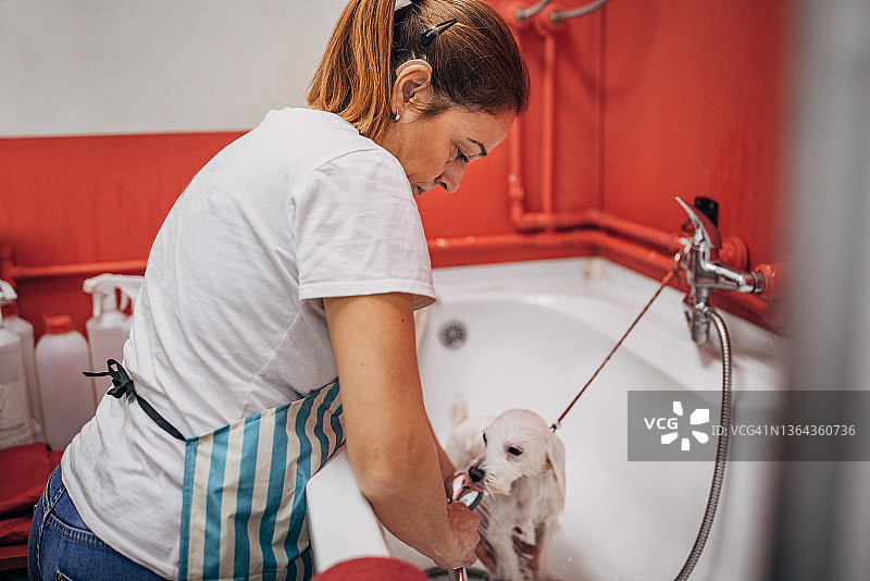 女工人在宠物美容沙龙给狗洗澡图片素材