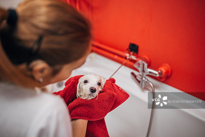 女工作人员在宠物美容沙龙用毛巾擦干小马耳他狗洗澡后图片素材