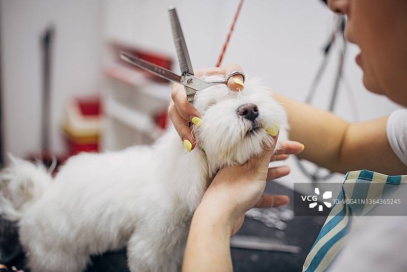 宠物美容师在酒吧里用剪刀给小马耳他犬剪头发图片素材