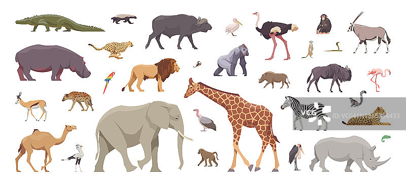 一组扁平的非洲动物。孤立的动物在白色背景。矢量图图片素材