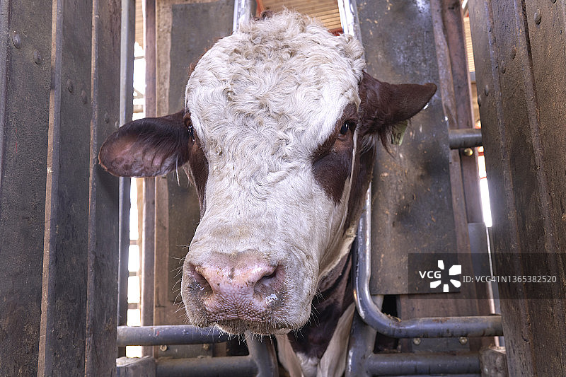 强壮的牛脸，农场公牛图片素材