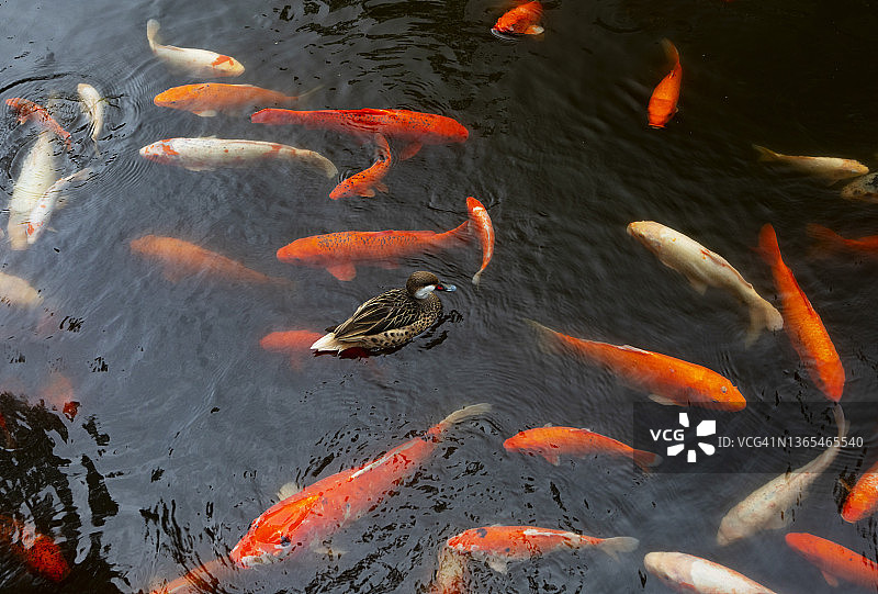 在锦鲤池里游泳的鸭子图片素材