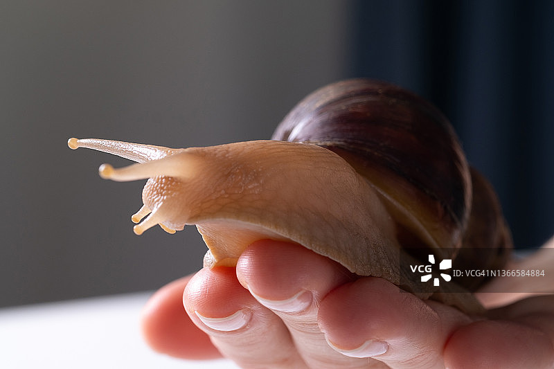 一个大的成年蜗牛Akhatina爬行在手掌或一个女人或一个十几岁的女孩，在一个白色的桌子背景。棕色贝壳的蛤蜊特写镜头。宠物概念，美容服务。图片素材