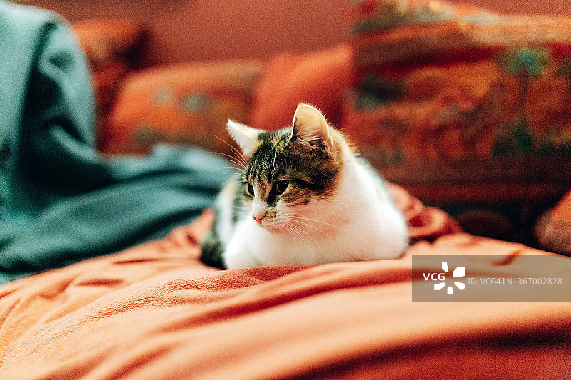 一只猫躺在沙发上图片素材