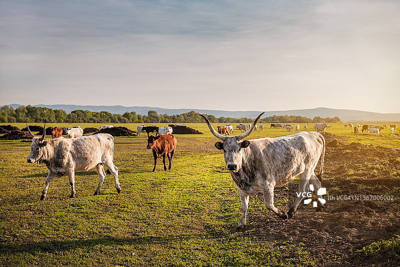 带角的牛从牧场出来图片素材