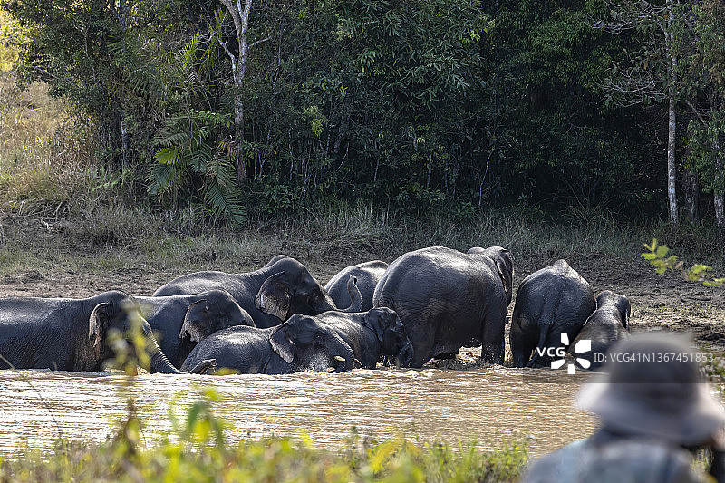 一群亚洲象喜欢在水里玩耍图片素材