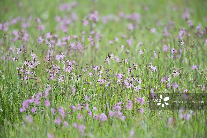 衣衫褴褛的知更鸟(Lychnis flos-cuculi)，群众站在草地上，埃姆斯兰，下萨克森州，德国图片素材