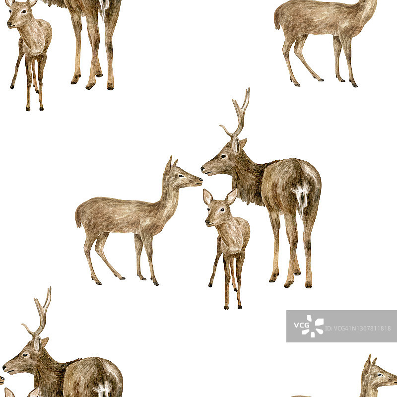 水彩鹿家族无缝图案。手绘现实的雄鹿，母鹿和小鹿孤立在白色背景上。棕色驯鹿画，森林哺乳动物。林地动物用于织物，印花，设计。图片素材