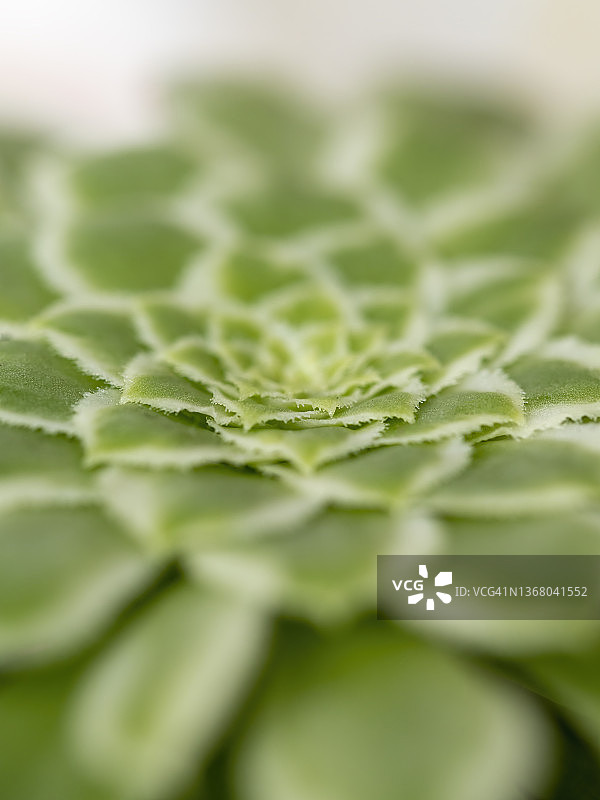 用微距镜头拍摄由多肉植物的叶子形成的抽象图案图片素材