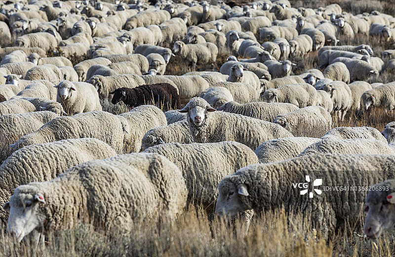 牧羊节前，羊群在田野里奔跑图片素材