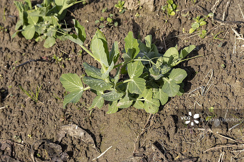 一株小豌豆植物的特写图片素材