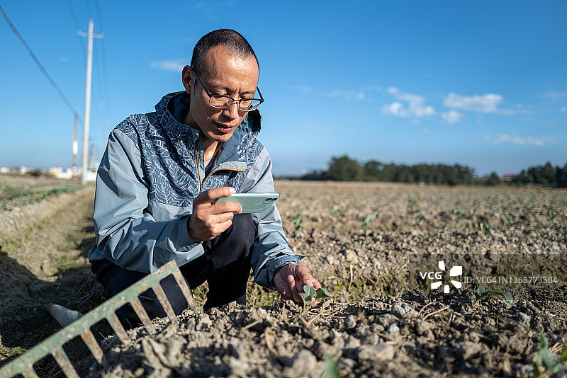男农民在农场菜园用手机拍摄绿色蔬菜幼苗图片素材