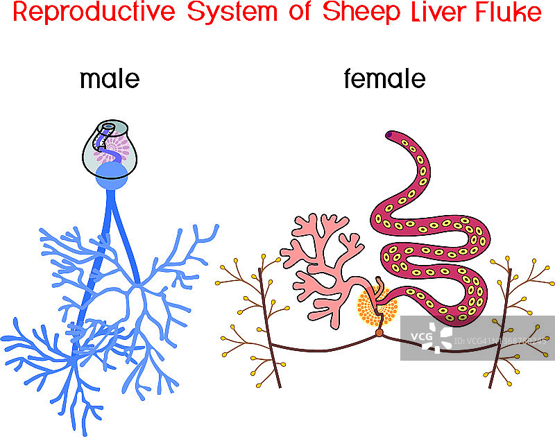 白底分离的羊肝片吸虫雌雄生殖系统结构图片素材