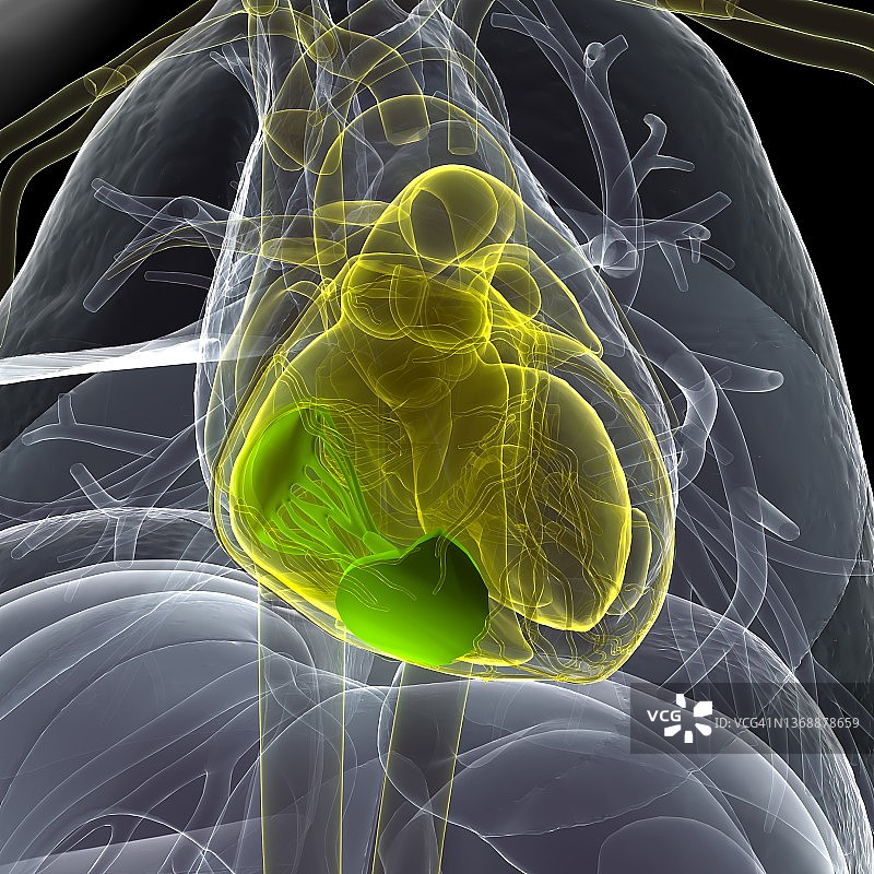 人体心脏解剖的3d插图。图片素材