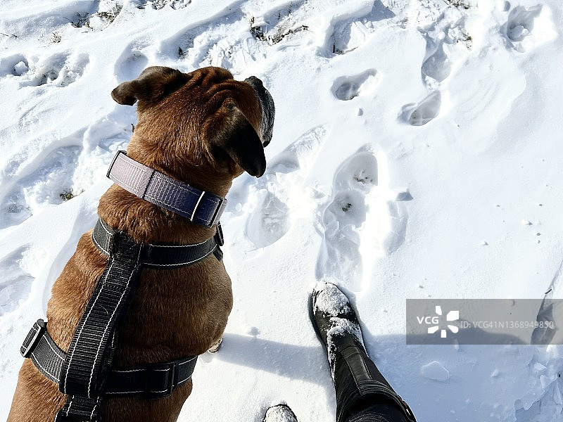 狗在雪地里散步图片素材