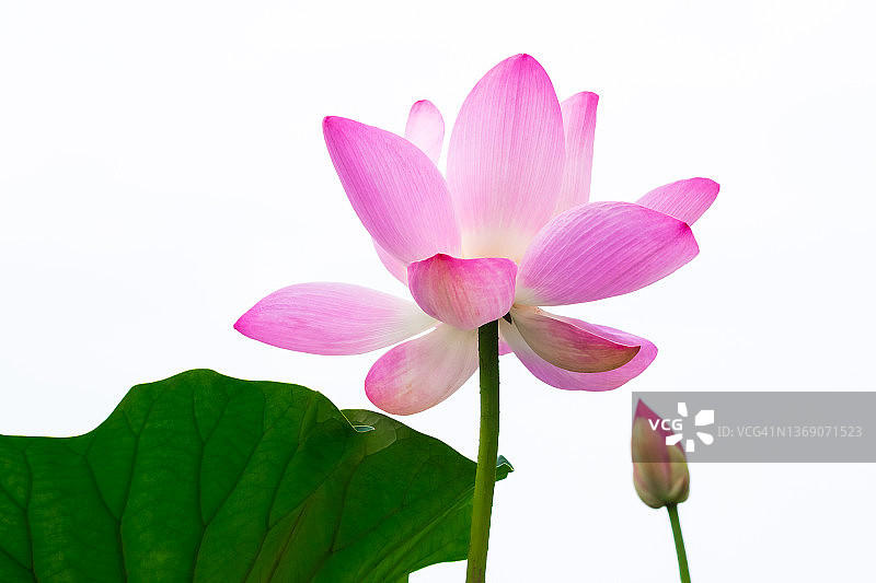 特写的粉红色盛开的莲花孤立图片素材