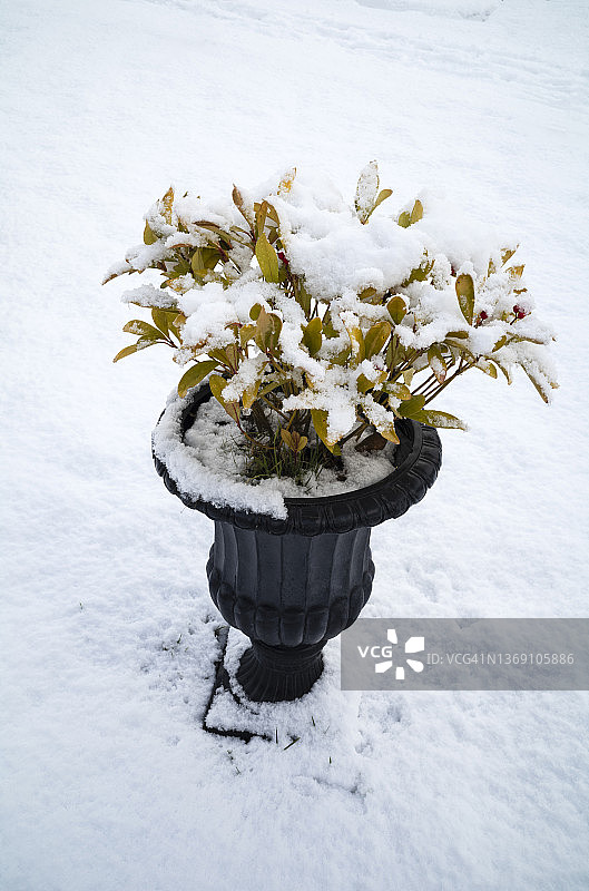 冬天有雪的盆栽植物图片素材