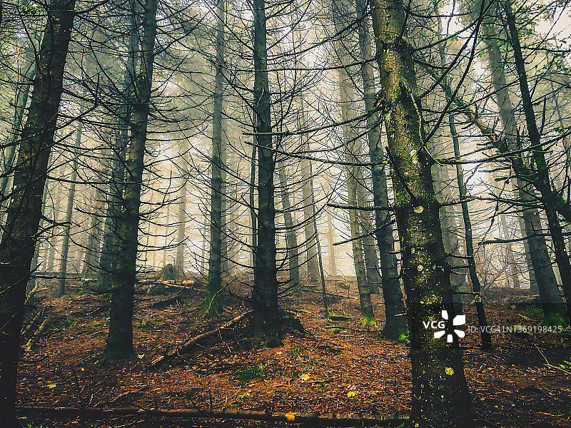 德国的雾黑森林。图片素材