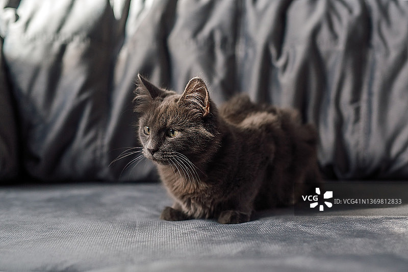 灰色沙发上的一只灰色毛茸茸的猫。图片素材