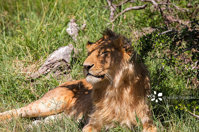野生的非洲狮有美丽的鬃毛图片素材