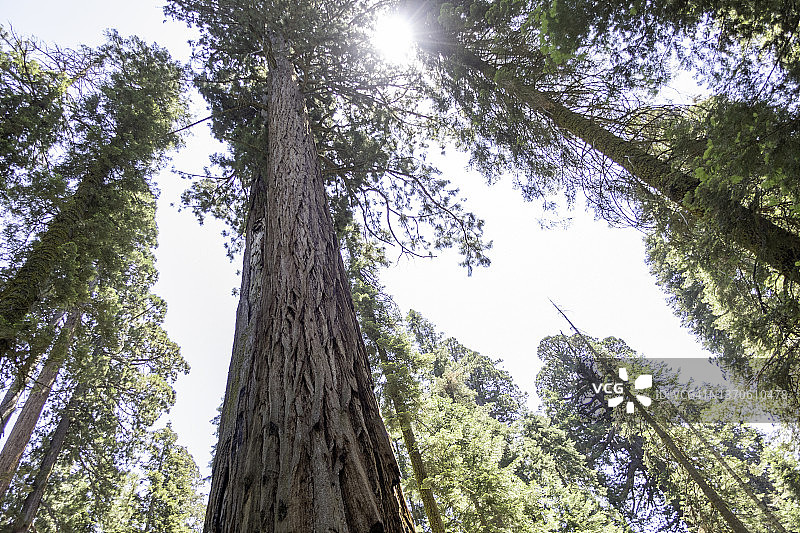 就在红杉国家公园和森林里的一棵红杉下面图片素材