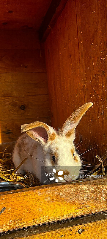 动物——兔子图片素材