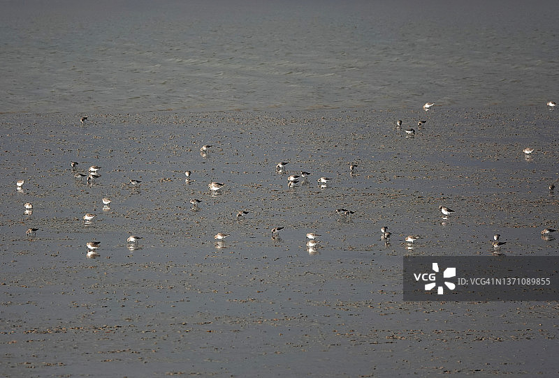 退潮时，一群矮腹滨鹬在河床的泥中涉水觅食。图片素材