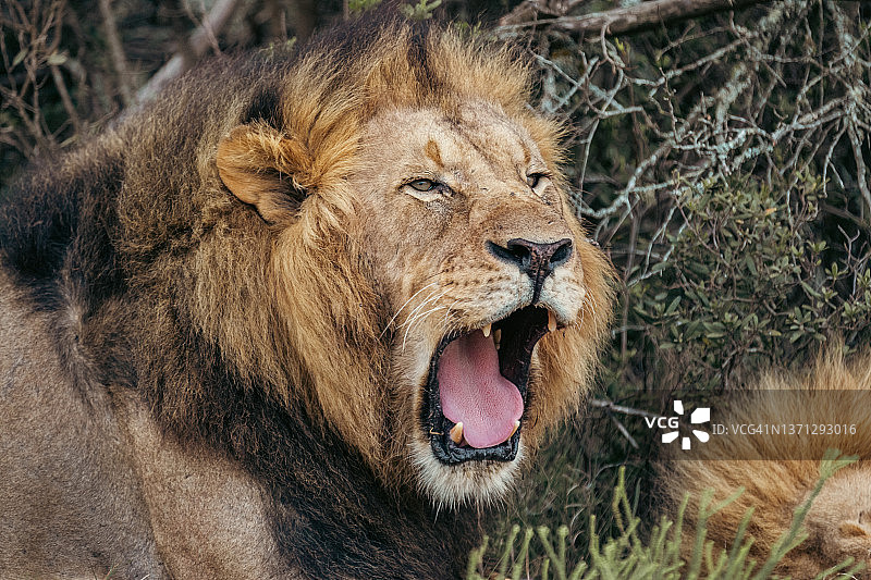 南非东开普省拉利贝拉野生动物保护区，近距离拍摄的雄狮打哈欠图片素材