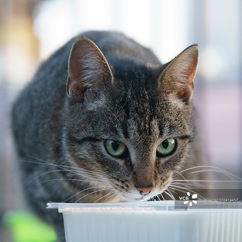 流浪猫吃人们带来的食物。图片素材