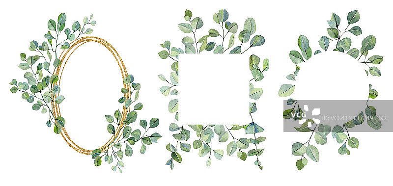 桉树的枝叶水彩框架。手绘卡套银元植物孤立在白色背景。花插图的婚礼邀请，婴儿淋浴，新娘，打印图片素材