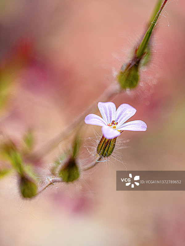 微小的紫色野花对粉红色模糊的背景在森林中图片素材