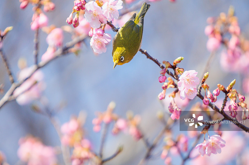 川崎的樱花和白眼的颤栗图片素材