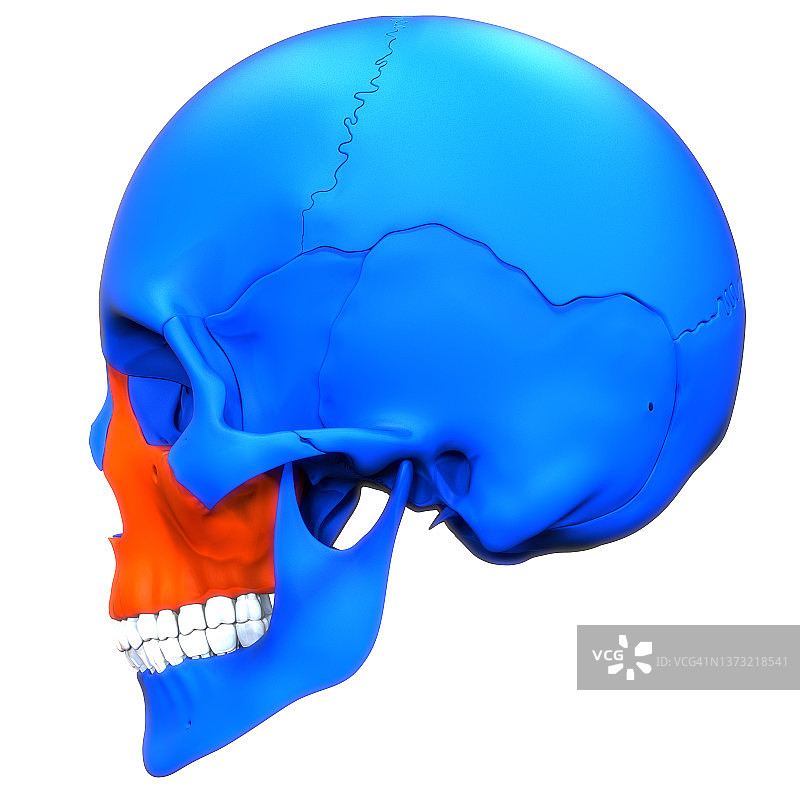 人体骨骼系统头骨骨骼部分上颌骨解剖图片素材