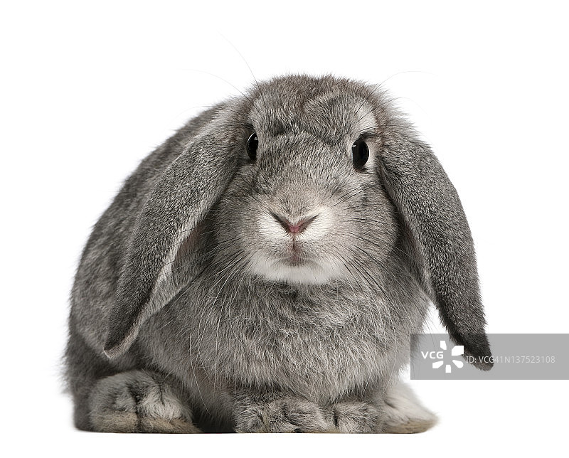 法国罗布兔，2个月大，角耳兔，坐着图片素材