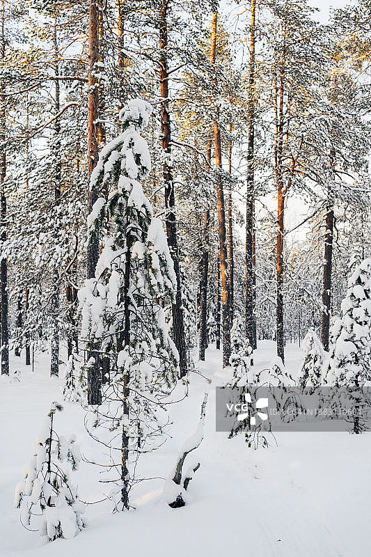森林里的树木在冬天被雪覆盖。图片素材