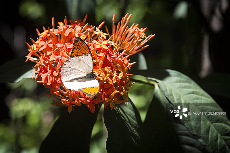 白色和橙色的蝴蝶在花上，泰国，东南亚图片素材