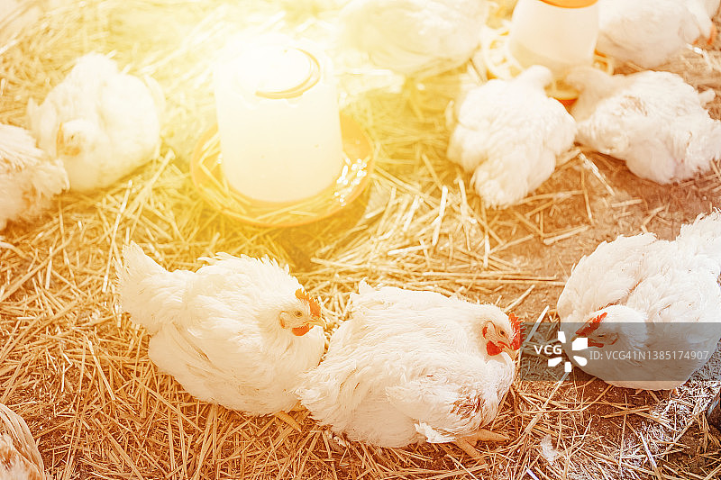 鸡在一个村庄的迷你农场干草白肉鸡图片素材