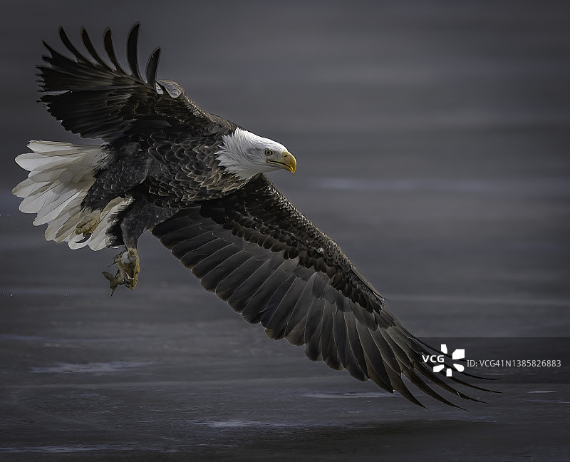 白头鹰在冰上狩猎图片素材