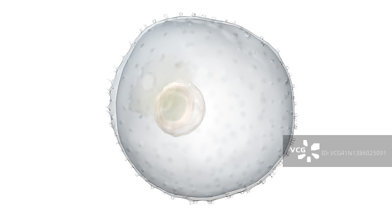 第2周的人类胚胎，插图图片素材