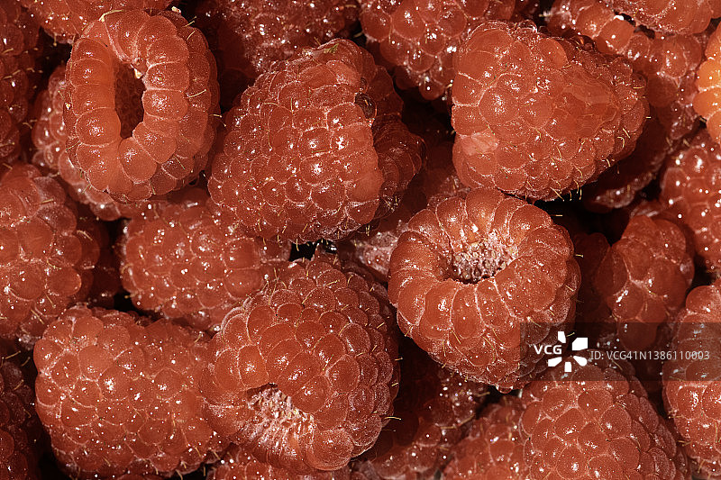 树莓宏图片素材