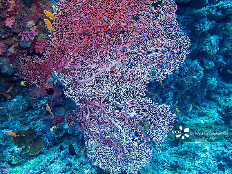 一种巨大的粉红色柳珊瑚，生活在马尔代夫海床上。图片素材