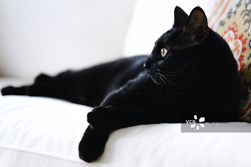 黑猫在白色沙发上休息图片素材