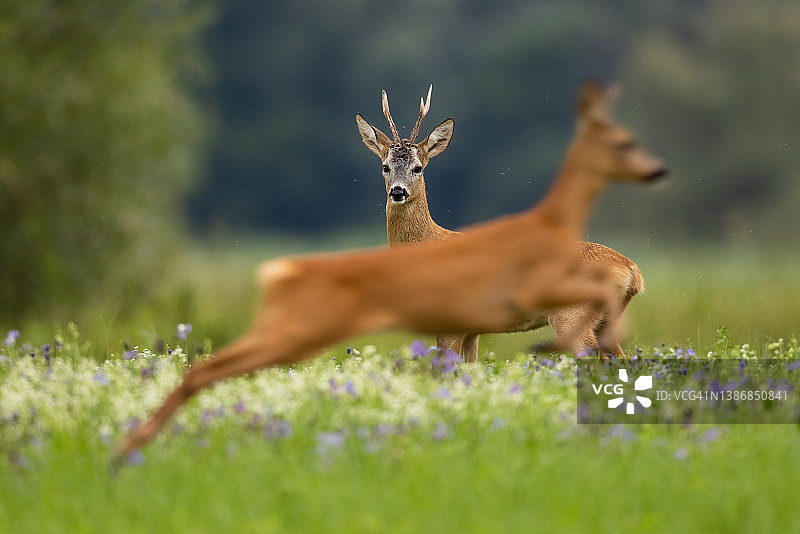 在草地上，狍子想要跳到他前面的母鹿。图片素材
