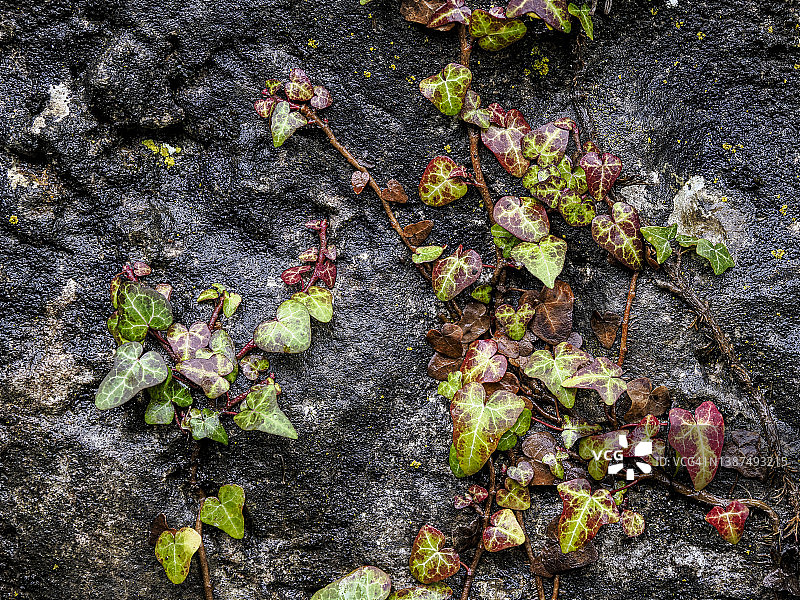 一个潮湿的岩壁纹理在森林与叶子的蔓生植物。图片素材