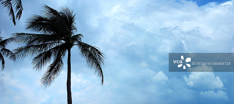热带风暴上空高大的椰子树图片素材