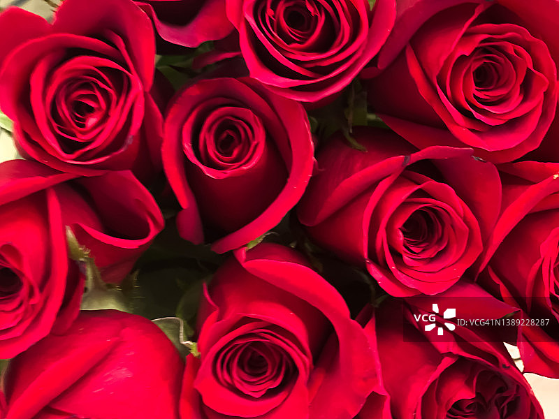 经典的红玫瑰盛开的全框架背景图片素材