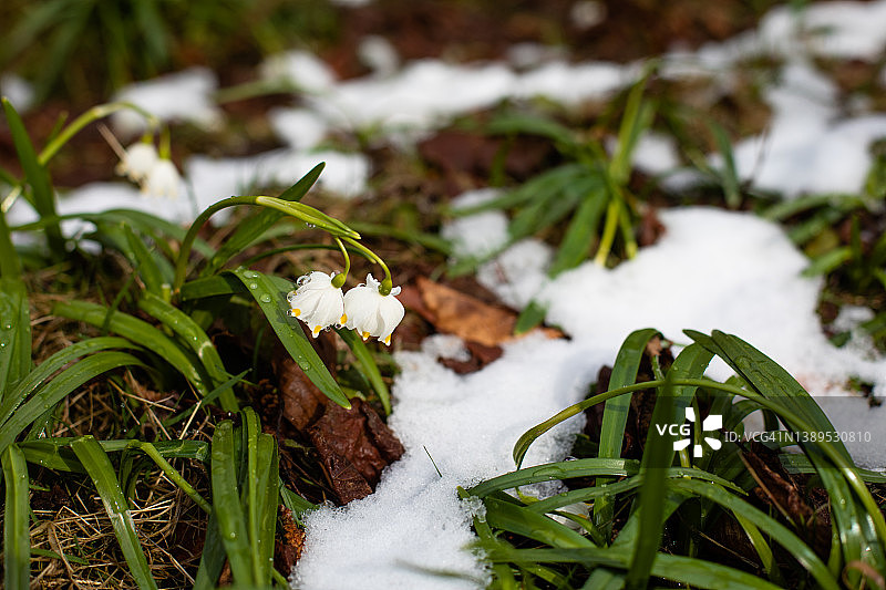 春天的第一朵白花——白花图片素材